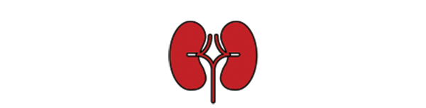 kidneys icon